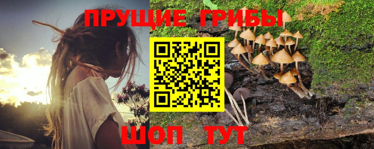 Псилоцибиновые грибы Psilocybe Сергиев Посад